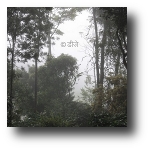 coorg