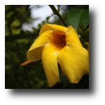 coorg3